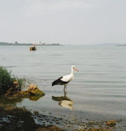 it’s not the stork pdf