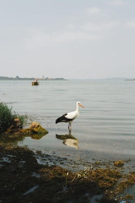 it’s not the stork pdf
